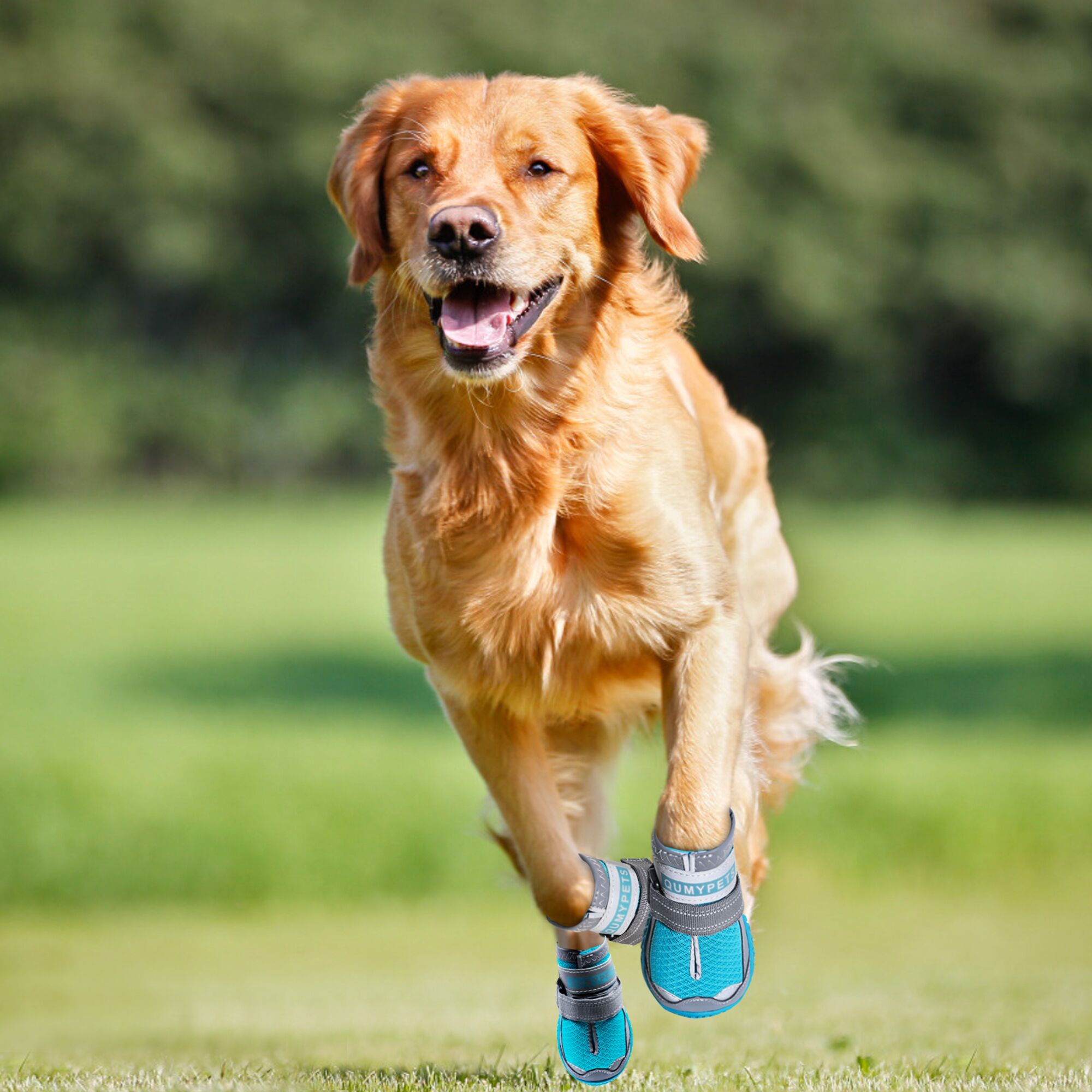 dog boots for heat protection
